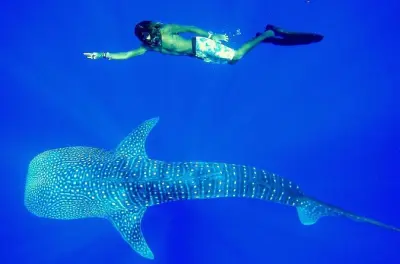 Observation des baleines depuis Hikkaduwa : Transfert privé inclus