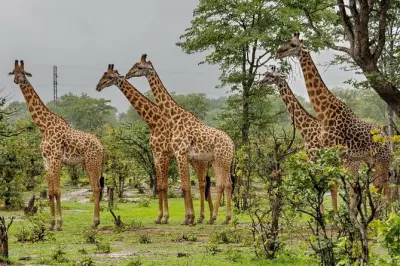 Safari depuis Durban : Tala, lions et culture zouloue