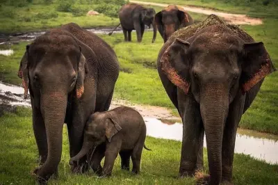Udawalawe Nationalpark Safari: Private Jeep mit Guide