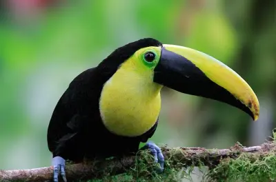 Floresta Nublada de Mindo com Fazenda de Borboletas e Linha do Equador