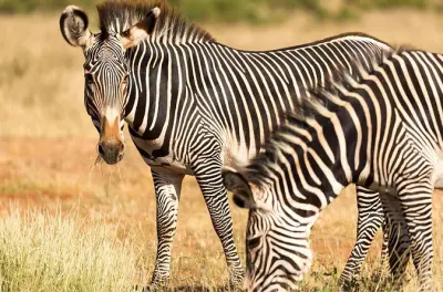 Safari de 4 dias pelo Serengeti, Ngorongoro e Lago Manyara
