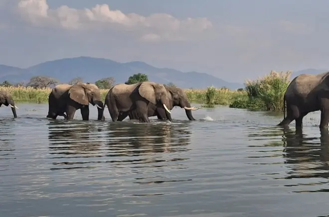 Snorkeling e safari di 3 giorni da Lilongwe: Ciclidi del lago Malawi