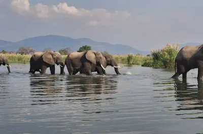 Safari e snorkel de 3 dias em Lilongwe: Ciclídeos do lago Malawi