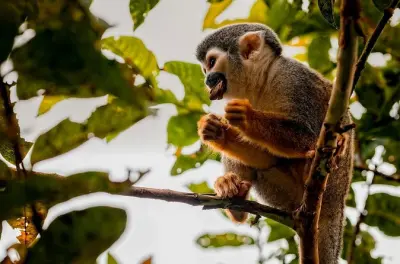 Tour di 5 giorni nella riserva di Cuyabeno con partenza da Quito
