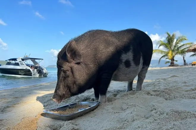 Schnorcheln Koh Tan und Pig Island mit Longtail-Boot
