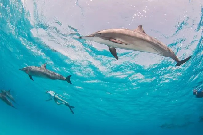 Sataya 2 giorni con pernottamento: Delfini e barriera corallina