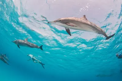 Tour de 2 días con noche en Sataya: Delfines y coral en el mar Rojo