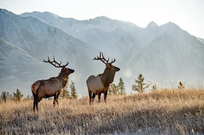 Banff Evening Sunset Tour: Wildlife & Mountain Views