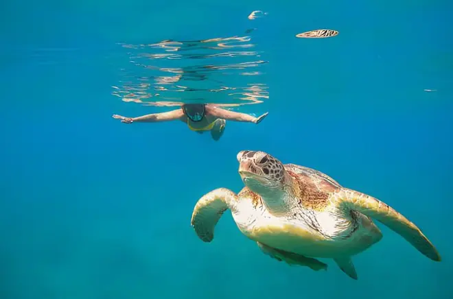 Schnorcheln in Marsa Mubarak: Meeresschildkröten & Dugong