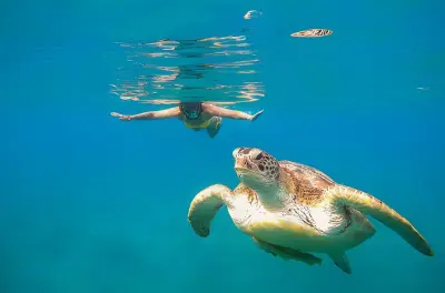 Schnorcheln in Marsa Mubarak: Meeresschildkröten & Dugong
