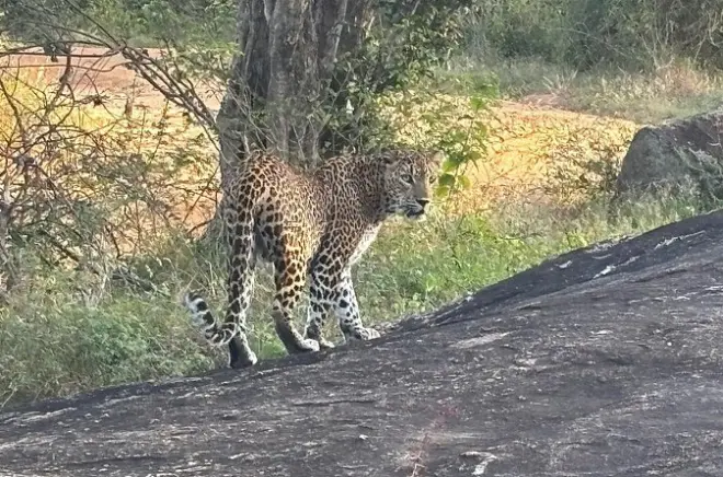Safari no Parque Nacional Yala: Veja Leopardos e Elefantes