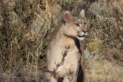 Avvistamento di puma a Torres del Paine con guida certificata