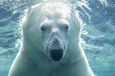 Erlebe die vielfalt des calgary zoos mit pinguinen, dinosauriern und wilden tieren. inklusive zugang zu allen bereichen, drinnen & draußen, und einfachem ticket-check-in.