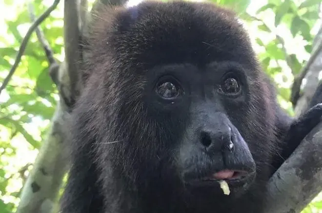 Community Baboon Sanctuary & Cave Tubing from Belize City