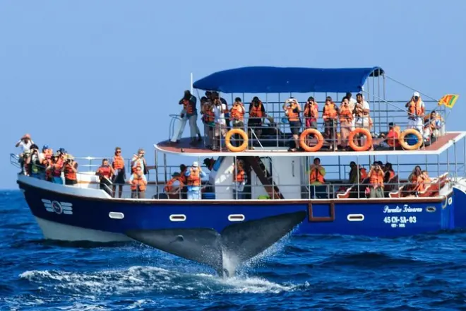 Whale and Dolphin Watching Mirissa: Galle Fort & Gem Mining