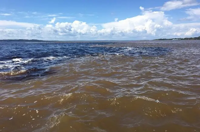 Safari privado en Manaus: Encuentro de aguas y delfines rosados