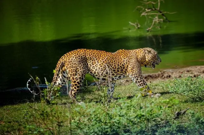 Yala Safari Private Tour From Ahungalla: Leopards & Wildlife