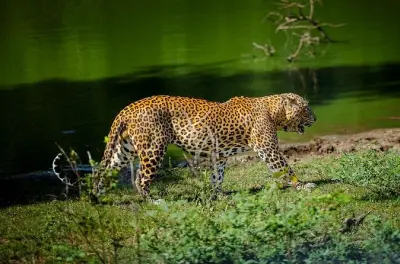 Yala Safari Private Tour From Ahungalla: Leopards & Wildlife