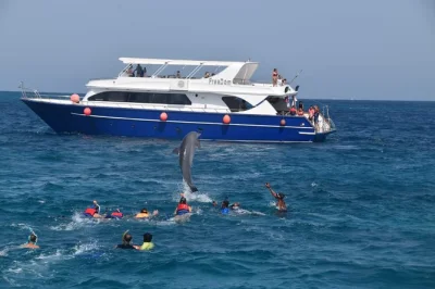 Nagez avec les dauphins, explorez les récifs de la mer rouge et partagez un déjeuner sur un bateau depuis hurghada. transfert hôtel, matériel de snorkeling et guide inclus pour une journée déten