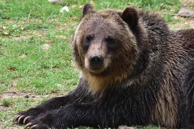 Sanctuaire des ours et château de Bran, entre nature et histoire