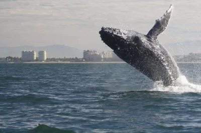 See humpback whales up close in puerto vallarta with a biologist guide, small group boat, soft drinks & lunch included. seasonal departures dec–mar. book your spot.