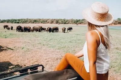 Safari im Minneriya ab Habarana: Wilde Elefanten entdecken
