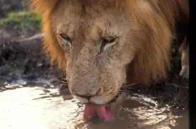 Serengeti & Ngorongoro Safari ab Arusha: 4 Tage Camping-Budget