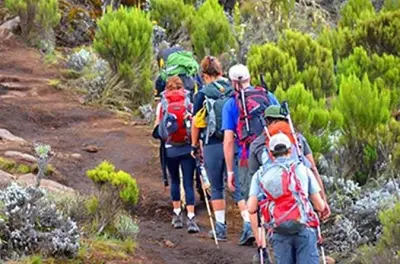 Da Arusha al Kilimanjaro con camminata fino a Mandara Hut