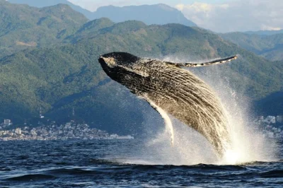 Feel the thrill of whale watching in puerto vallarta with a marine biologist, hear humpback songs live, and enjoy small-group comfort. includes drinks & snacks.