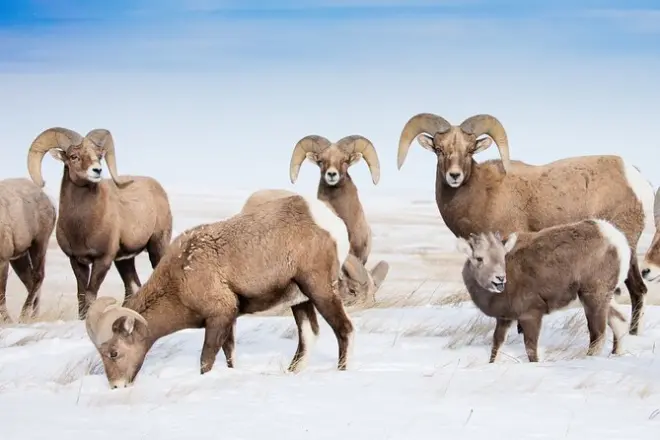 Grand Teton Wildlife Tour: Bighorn Sheep & Petroglyphs