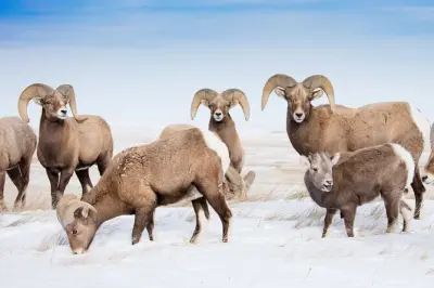 Grand Teton Wildlife Tour: Bighorn Sheep & Petroglyphs