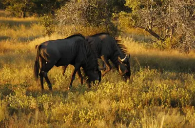 Chobe National Park day trip: Game drive & river cruise