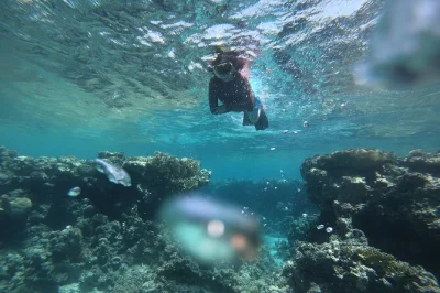 Rotes meer in aqaba mit privatem guide schnorcheln. entdecke schiffswracks, panzer und bunte meeresbewohner. ausrüstung, wasser & fotos inklusive. jetzt buchen!