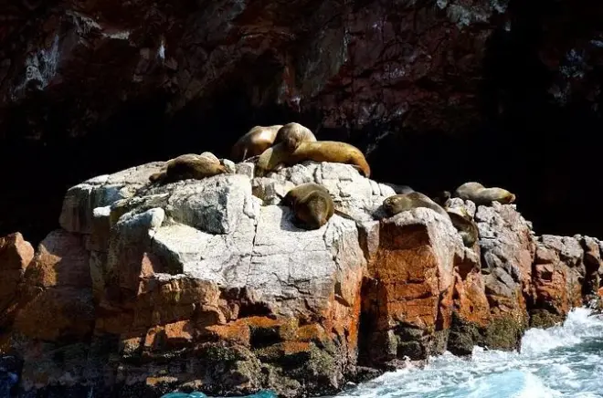Bootstour zu den Ballestas-Inseln ab Paracas: Seelöwen und Pinguine