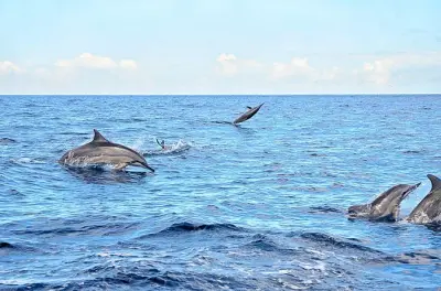 Macondé viewpoint e delfini: Avventura di un giorno a Mauritius