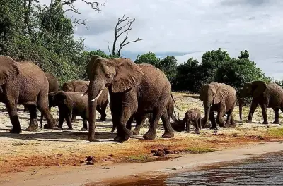 Victoria Falls game drive: 3 hours with guides