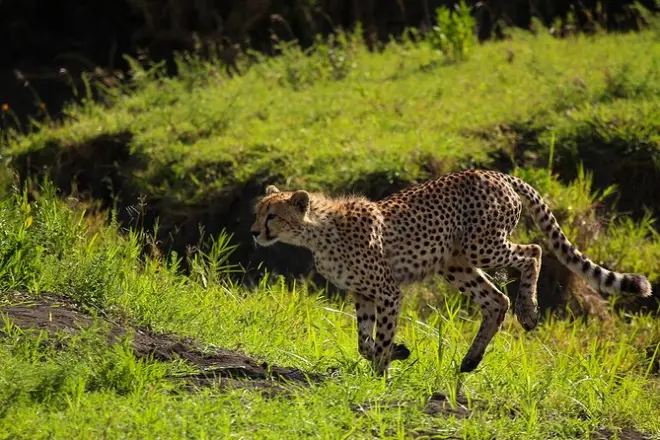 Grandi felini: Serengeti, Tarangire e Ngorongoro da Arusha in 3 giorni
