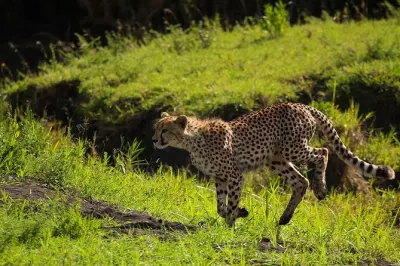 3-Day Big Cats Safari Serengeti Tarangire Ngorongoro from Arusha