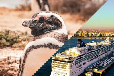 Scopri la colonia di pinguini di magellano a punta tombo, osserva la fauna della patagonia e goditi un rientro rilassante a puerto madryn. include pick-up dal porto, snack e guida locale.
