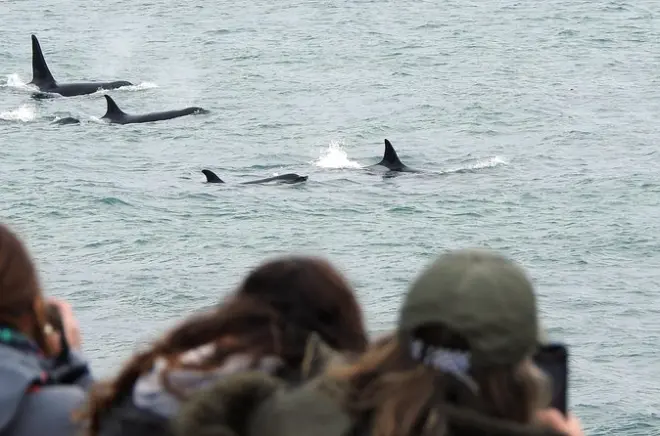 Avistamiento privado de orcas y vigilancia en Península Valdés
