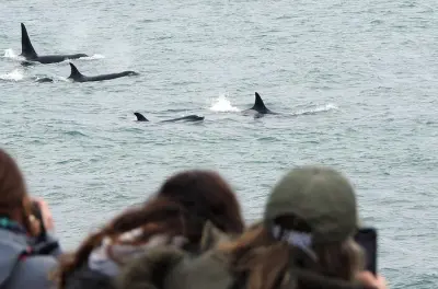 Avistamiento privado de orcas y vigilancia en Península Valdés