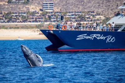 Em cabo san lucas, veja baleias jubarte de perto, aproveite um buffet mexicano fresquinho e navegue pelo el arco com bar aberto. saída da marina com equipe local.
