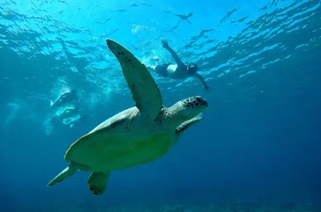 Snorkeling aux îles Gili : Vidéo GoPro incluse