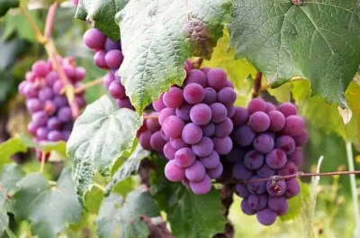 Rhodes Cooking Class & Wine Tasting: 11-Course Lunch