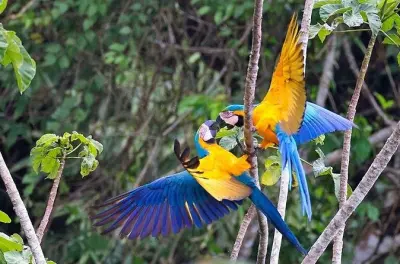 Kayak 4 giorni nella riserva di Tambopata: Macaws al clay lick