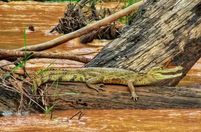 Amazzonia: 5 giorni tra riserva Tambopata e lago Sandoval