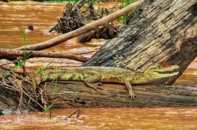 5-Day Amazon Expedition: Tambopata Reserve & Lake Sandoval