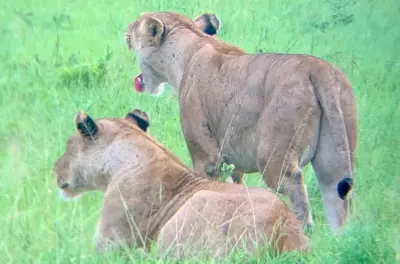 Safari de 1 día al parque nacional Mikumi en tren eléctrico desde Dar es Salaam