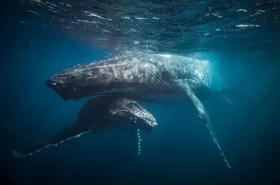Orcas und Buckelwale bei Skjervoy auf arktischer RIB Safari entdecken