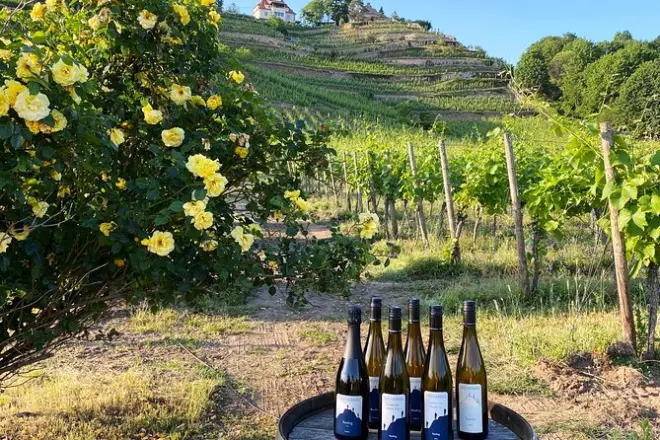 Degustazione di vini nelle vigne di Dresda: Tre vini in cantina